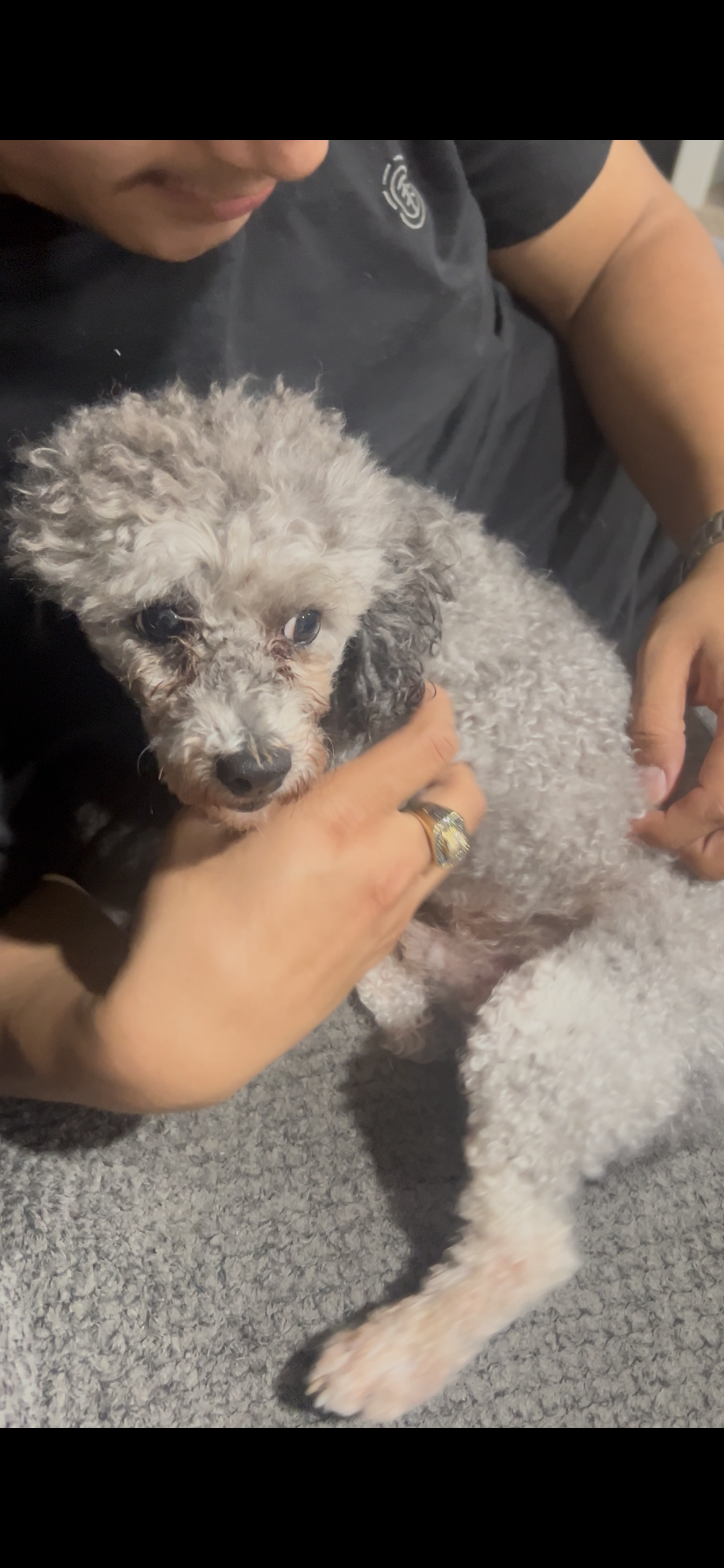 lost dog named Forrest
